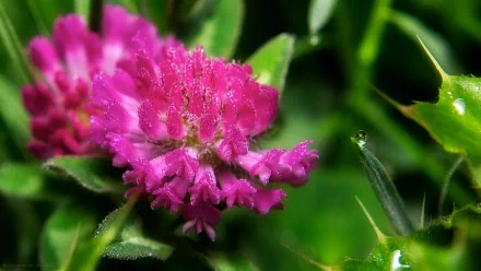 Close-up of a vibrant pink clover flower with morning dew in a meadow, showcasing delicate petals and natural beauty in HD quality.