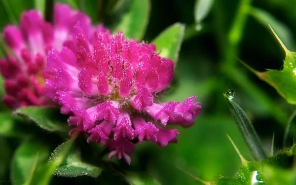 Close-up of a vibrant pink clover flower with morning dew in a meadow, showcasing delicate petals and natural beauty in HD quality.