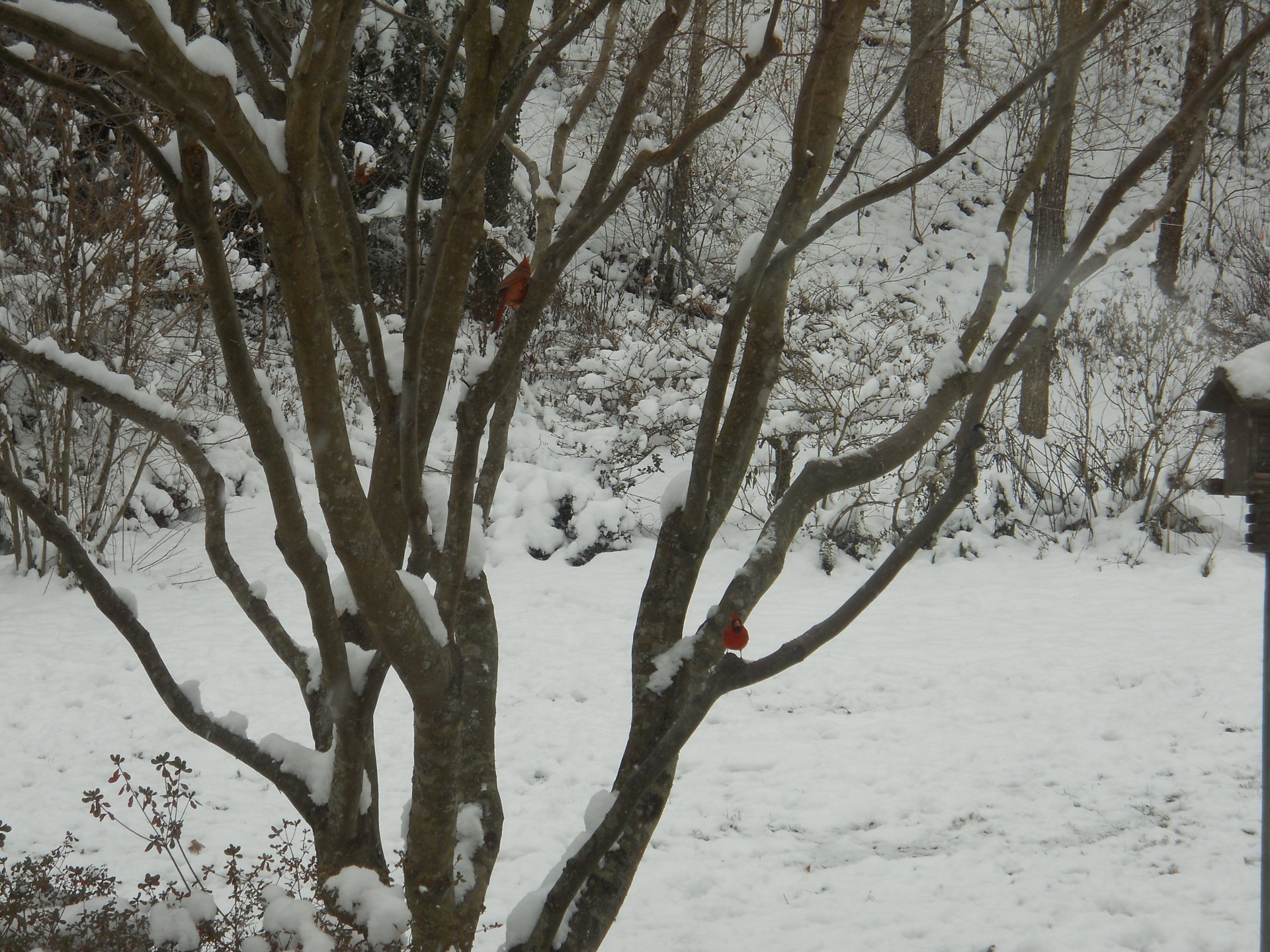 red on white by SgtSki