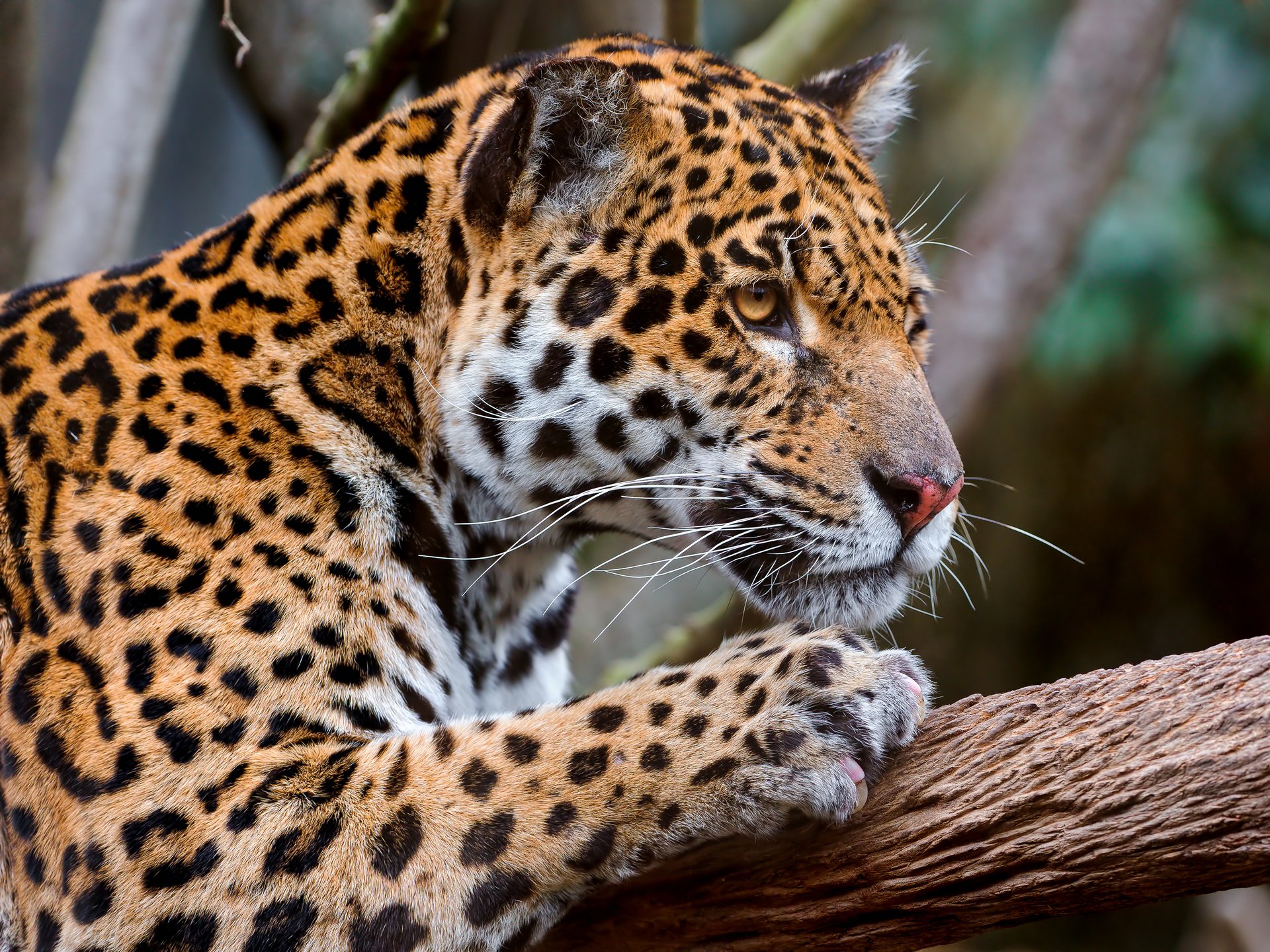 Download Animal Jaguar HD Wallpaper