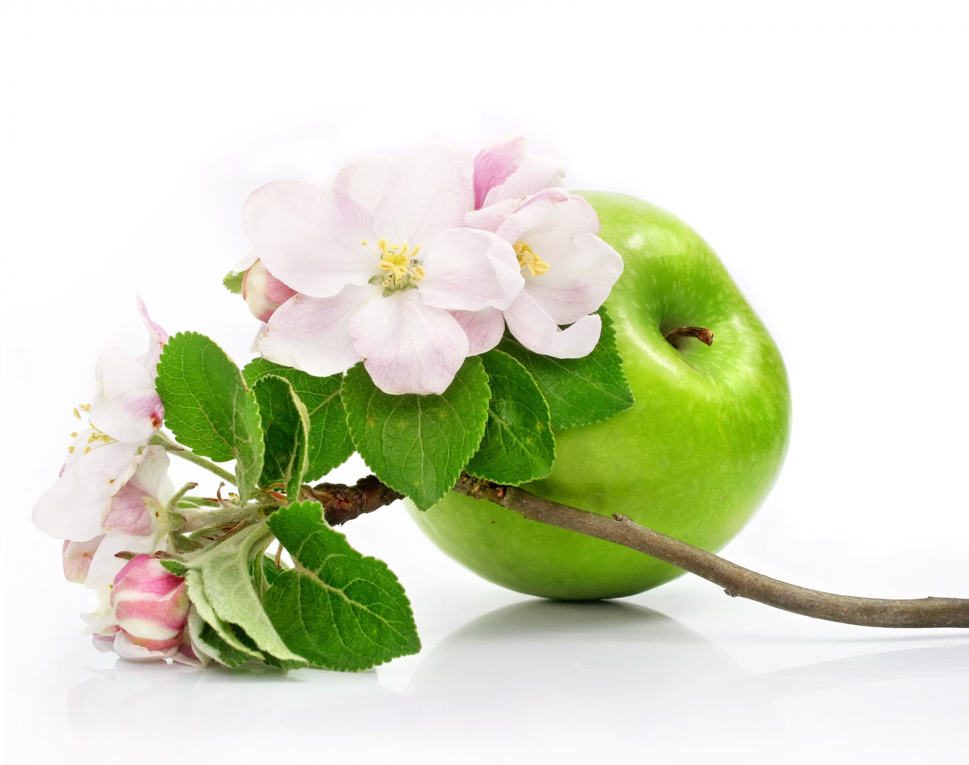 Green apple with pink blossoms and leaves on a white background — food image rendered as a 2K Quad HD PC desktop wallpaper and background.
