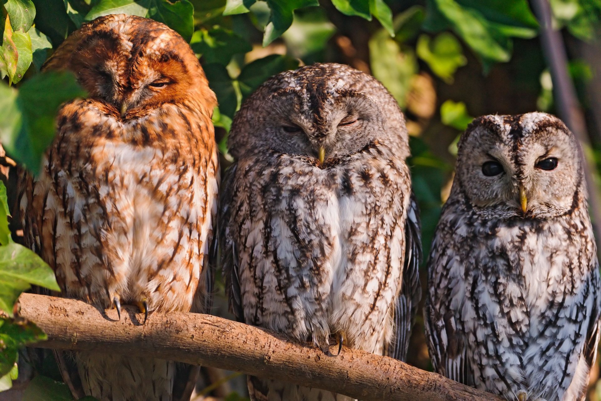 Majestic Owls in HD: Nature’s Silent Guardians | 2560x1706 | Wallpaper ...