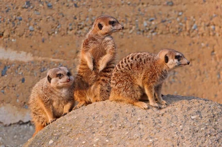 HD desktop wallpaper featuring three curious meerkats standing alert on a rock against a textured natural background.