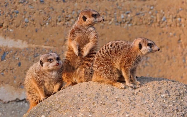 HD desktop wallpaper featuring three curious meerkats standing alert on a rock against a textured natural background.
