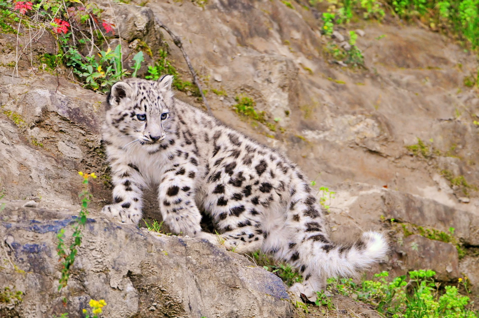 Snow leopard. Снежный Барс (Ирбис, снежный леопард). Снежный Барс в Гималаях. Гора снежный Барс Воронина. Карл Брендерс снежный Барс.