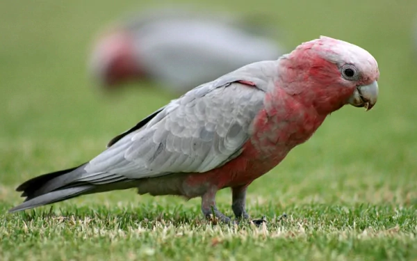 HD desktop wallpaper featuring a close-up of a pink and gray galah bird standing on grass with another blurred galah in the background.