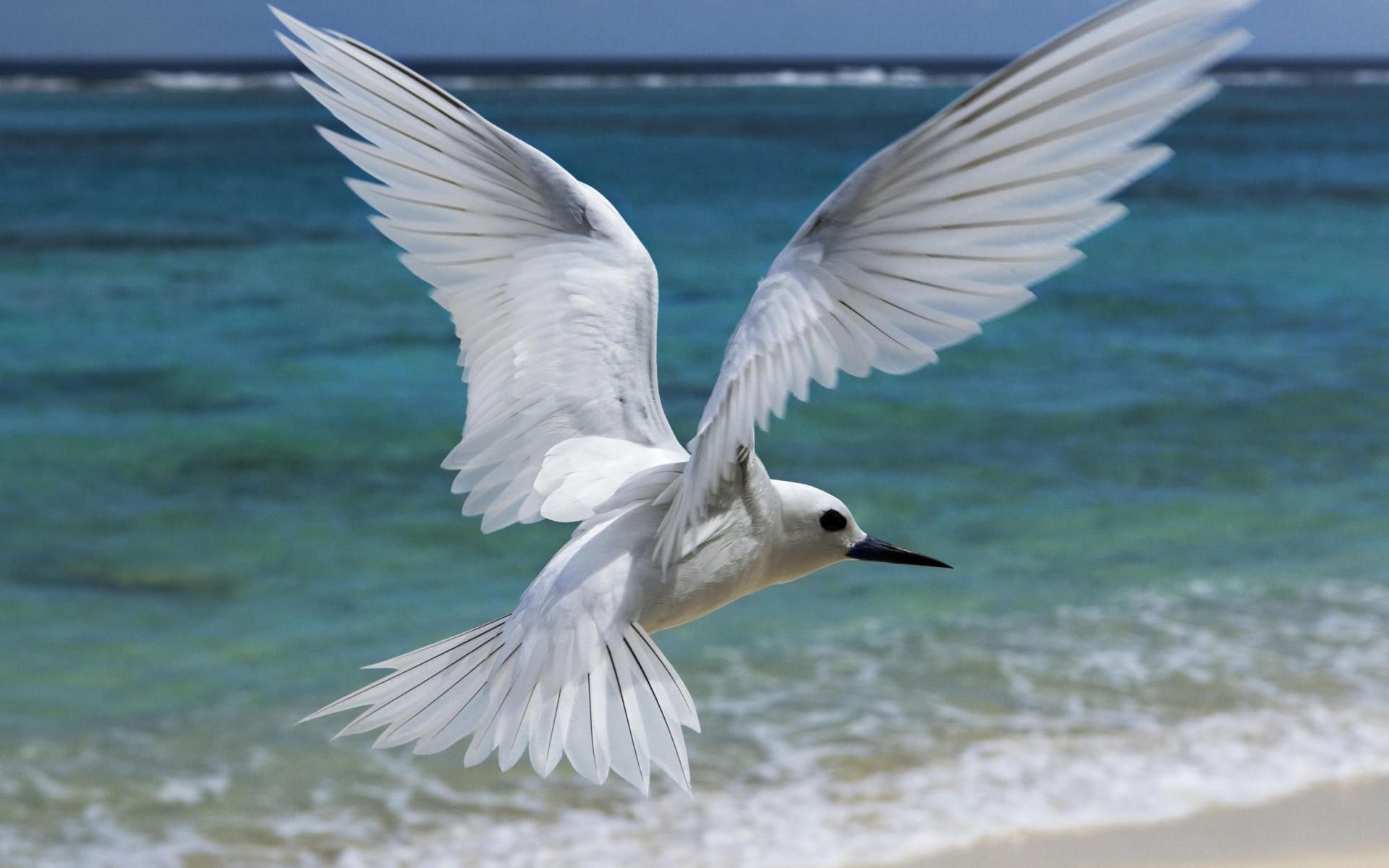 Animal Tern HD Wallpaper | Background Image