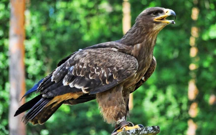 A majestic eagle perched confidently, captured in stunning detail against a lush green background, making for an impressive HD desktop wallpaper.