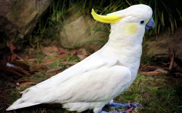  Sulphur Crested Cockatoo
