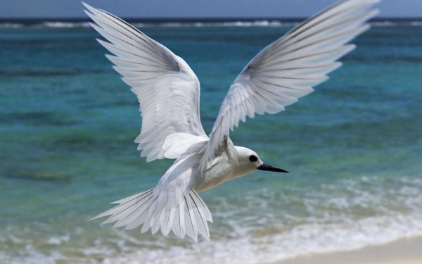 Animal Tern Birds Seabirds Bird Flying HD Wallpaper | Background Image