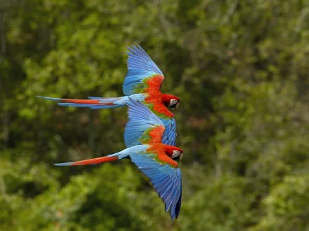 Two red-and-green macaws fly side by side against a blurred green forest background in this HD PC desktop wallpaper.