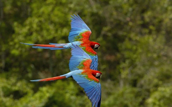 Two red-and-green macaws fly side by side against a blurred green forest background in this HD PC desktop wallpaper.
