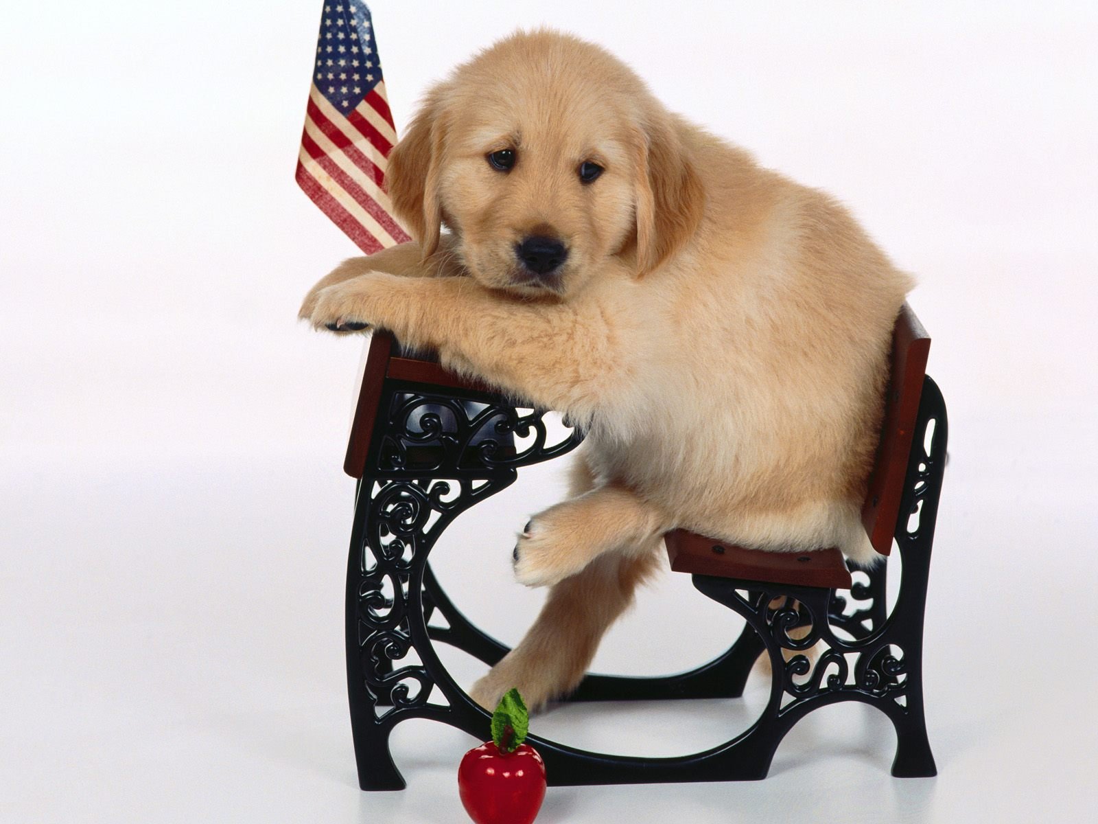 Download Dog Puppy Animal Golden Retriever Wallpaper