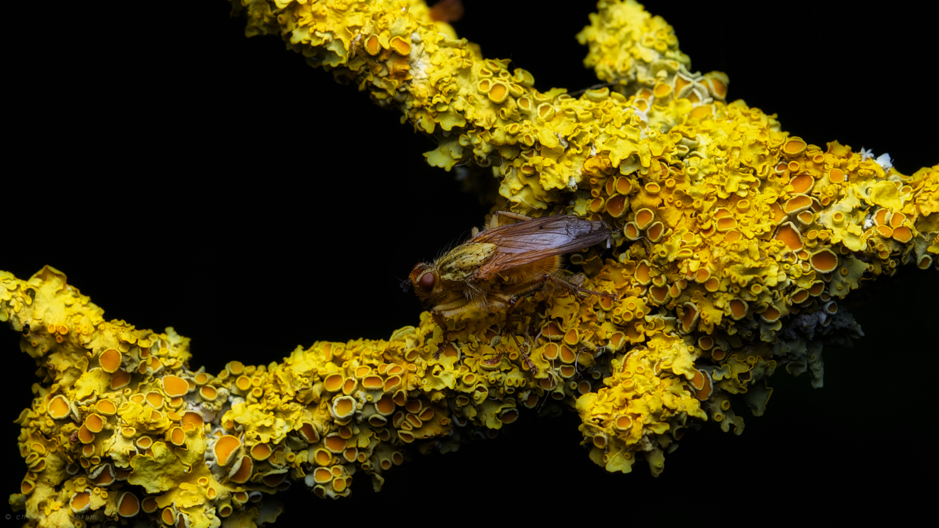 Close-up macro HD wallpaper of a yellow lichen-covered branch with an insect resting, set against a black background.