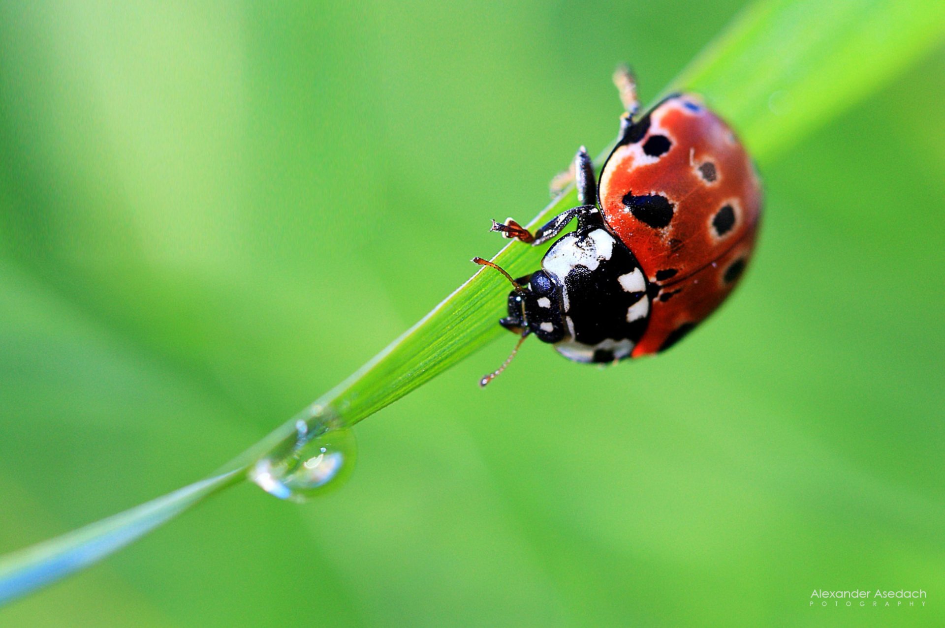 Download Animal Ladybug Hd Wallpaper