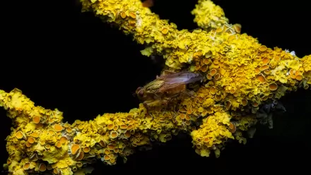 Close-up macro HD wallpaper of a yellow lichen-covered branch with an insect resting, set against a black background.