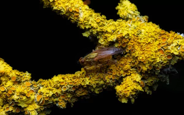 Close-up macro HD wallpaper of a yellow lichen-covered branch with an insect resting, set against a black background.