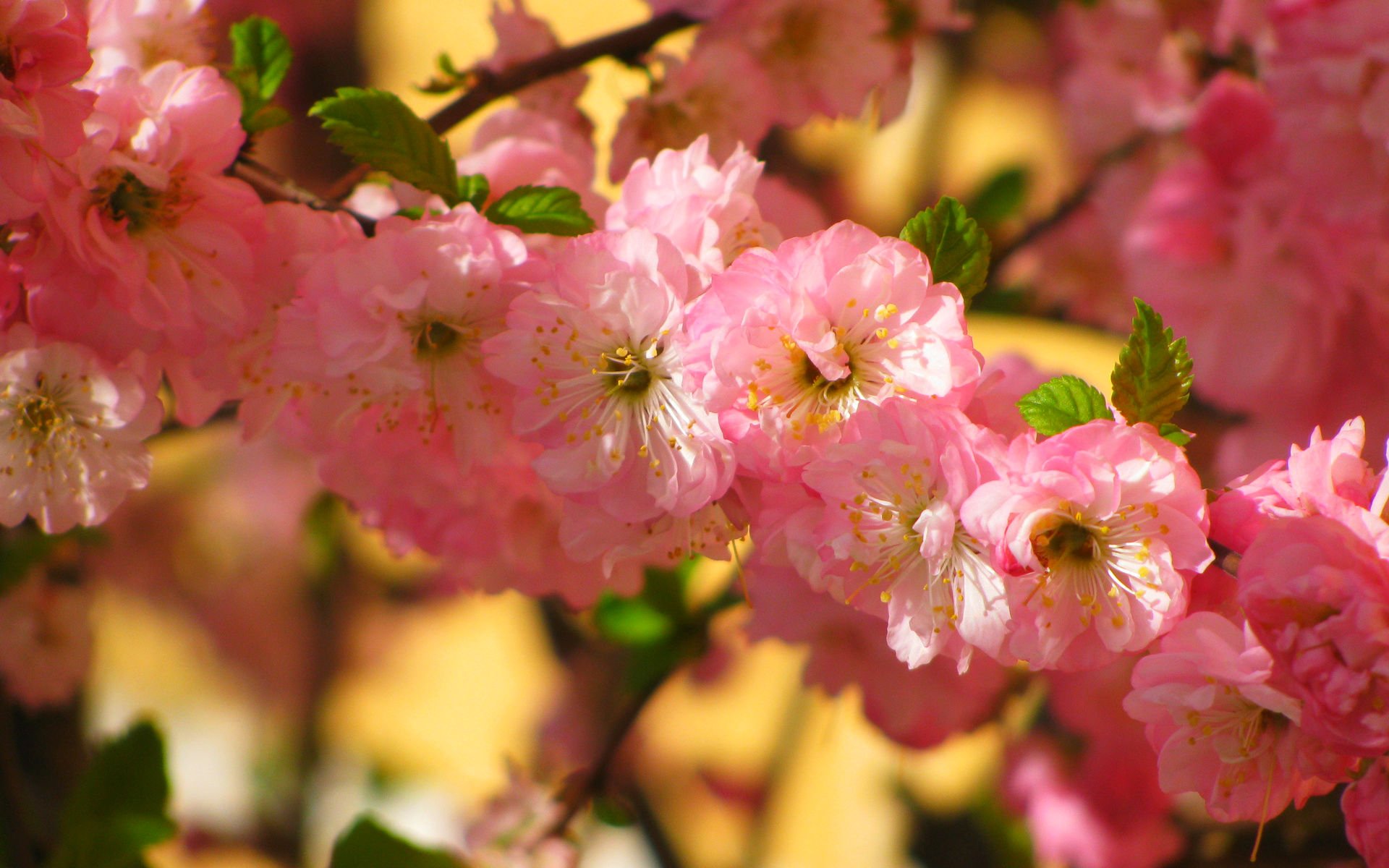 Blossom HD Wallpaper