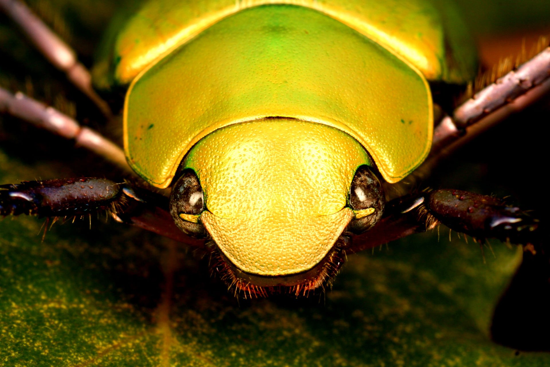 Insect Wallpaper For Desktop