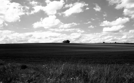 nature field HD Desktop Wallpaper | Background Image