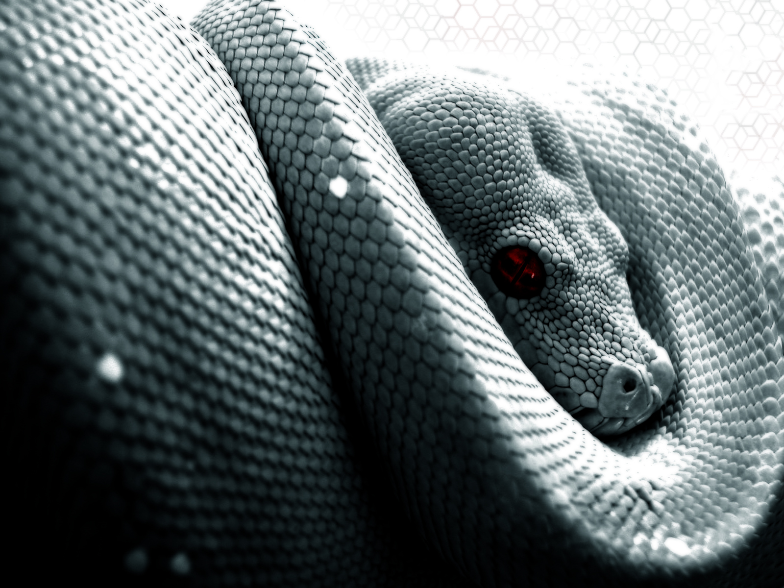 Snake in high-resolution desktop wallpaper.