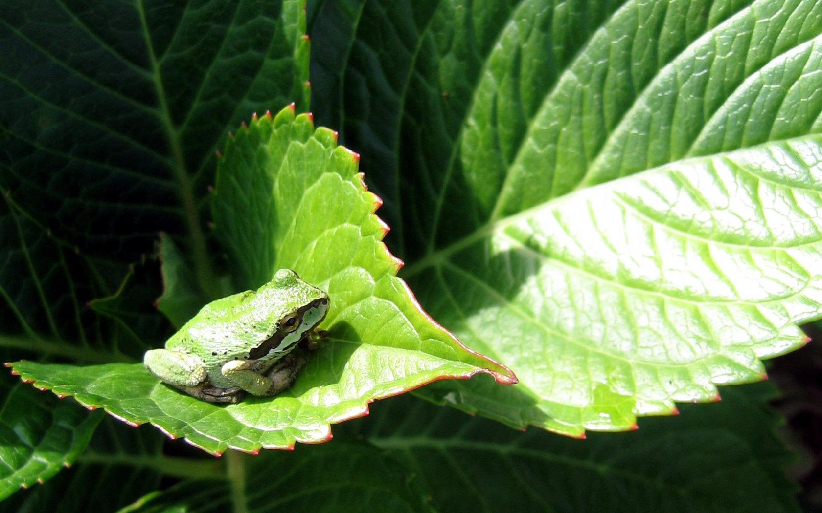 A vibrant HD desktop wallpaper featuring a small frog resting on a green leaf, surrounded by lush foliage, showcasing the beauty of nature and wildlife.