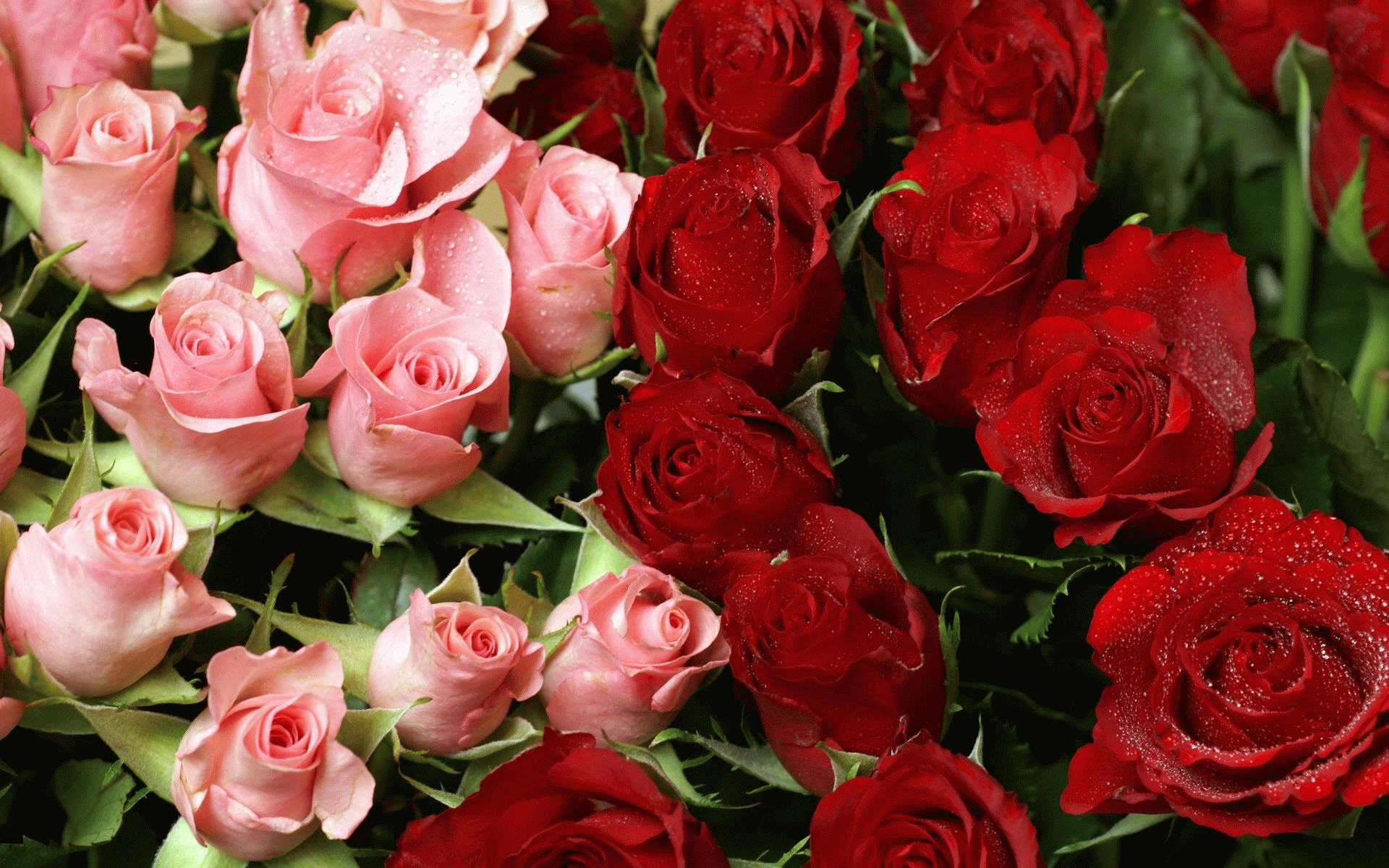20 Pink Roses Meaning