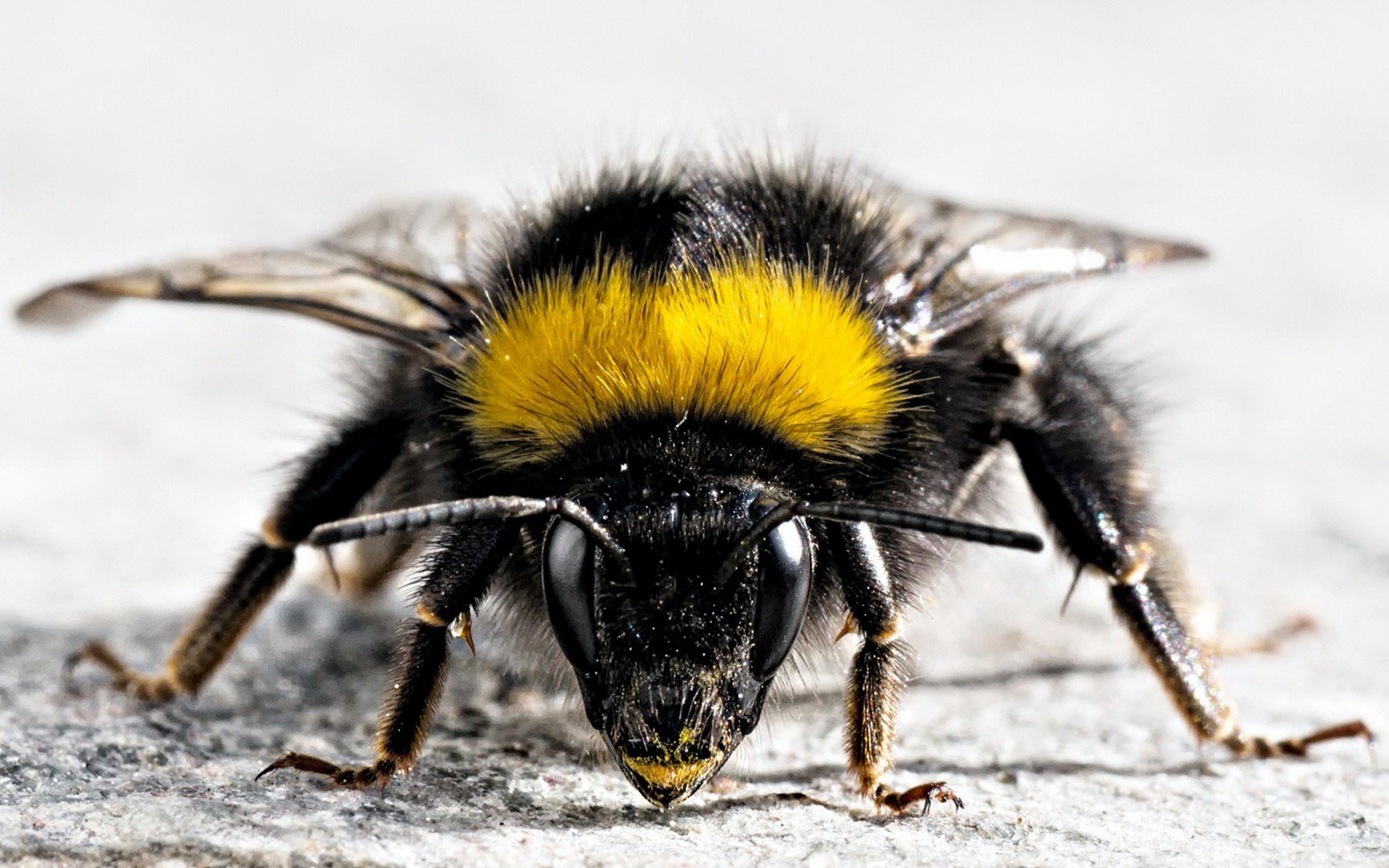 Download Animal Bee  Wallpaper