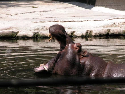 A close-up image of a hippo with its mouth wide open, partially submerged in water, showcasing its large size and playful demeanor. This high-definition photo serves as an engaging desktop wallpaper.