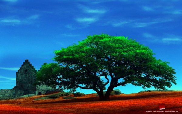 Earth Tree Trees HD Wallpaper | Background Image