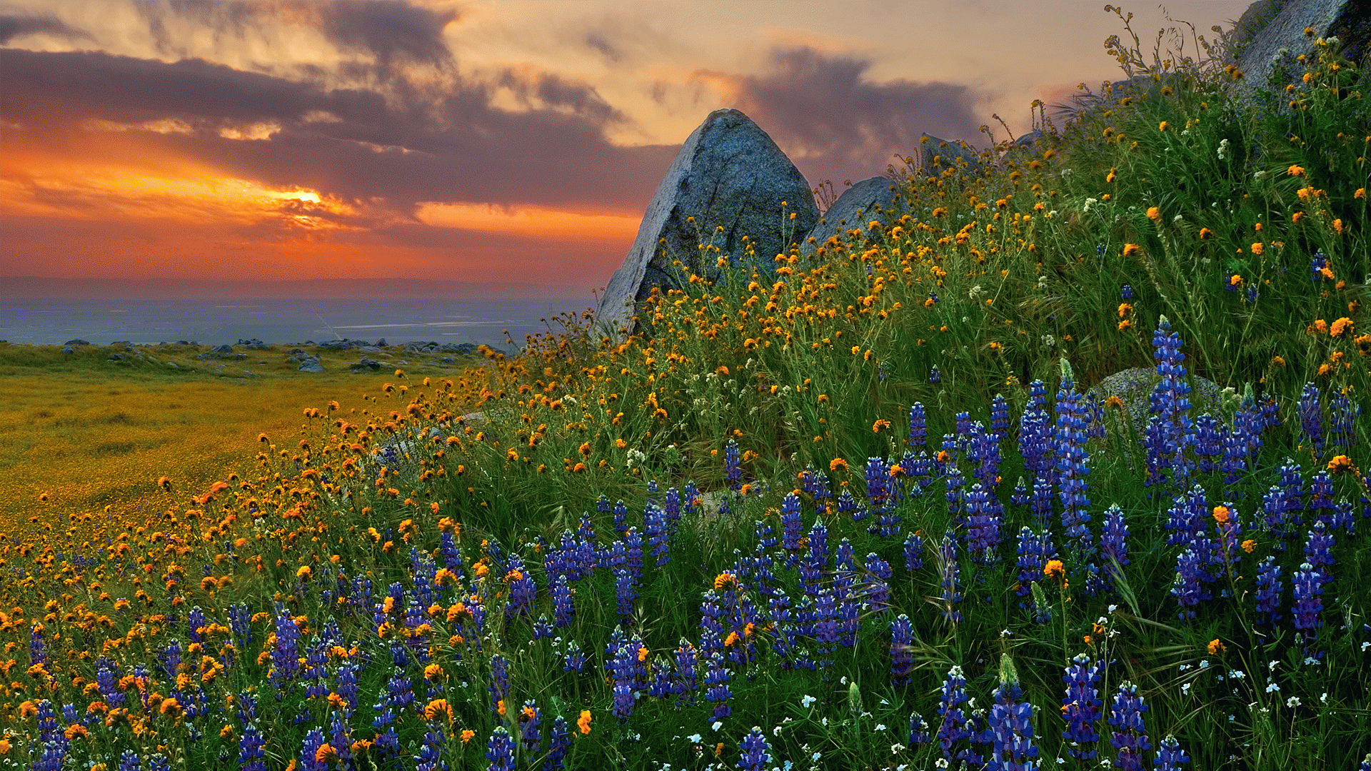 HD PC desktop wallpaper of nature: hillside carpeted with purple lupine flowers and yellow wildflowers, rocky outcrop under a glowing sunset sky.