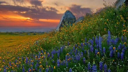HD PC desktop wallpaper of nature: hillside carpeted with purple lupine flowers and yellow wildflowers, rocky outcrop under a glowing sunset sky.