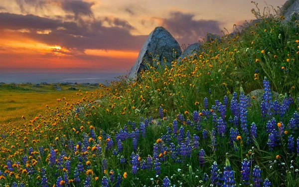 HD PC desktop wallpaper of nature: hillside carpeted with purple lupine flowers and yellow wildflowers, rocky outcrop under a glowing sunset sky.
