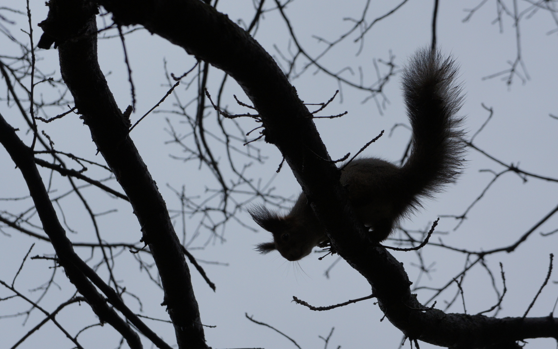 Squirrel HD Wallpaper | Background Image | 1920x1200 | ID:272301