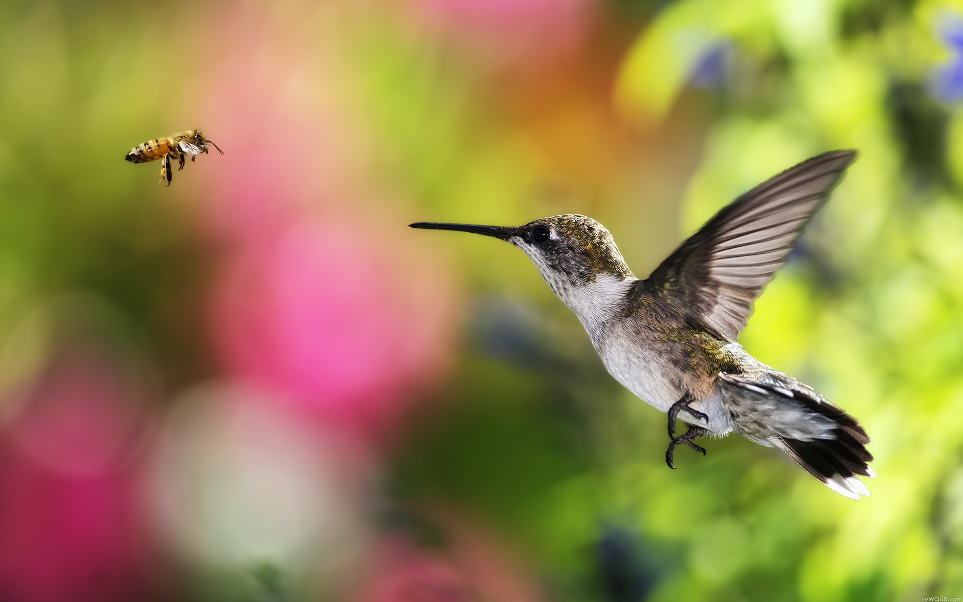 Hummingbird HD Wallpaper