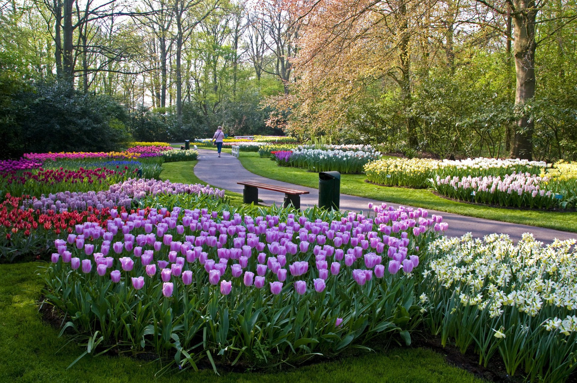 Парк Койкенхоф Голландия. Парк Кейкенхоф, Лиссе, Нидерланды. Королевский парк тюльпанов кёкенхоф. Парк цветов в Голландии Кекенхоф.