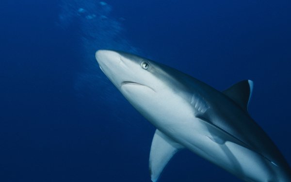 Animal Shark Sharks Fish HD Wallpaper | Background Image