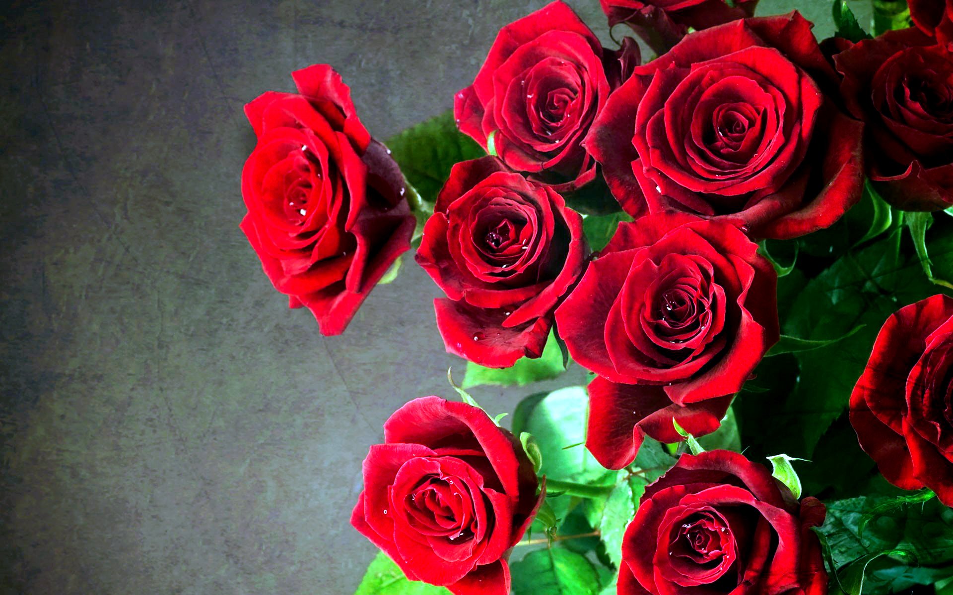 A close-up of vibrant red roses against a dark background, showcasing the beauty of nature. This image serves as an elegant HD desktop wallpaper.