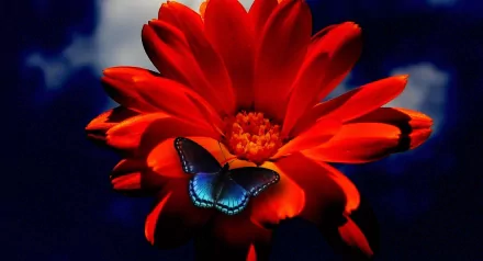 A vibrant blue butterfly rests on a bright red flower against a dark, blurred nature background, captured in HD for a stunning PC desktop wallpaper.