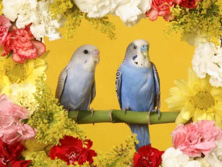 Two budgerigar parrots perched on a branch, surrounded by colorful flowers against a vibrant yellow background in an HD desktop wallpaper.