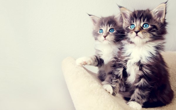 Animal Cat Cute Kitten HD Wallpaper | Background Image