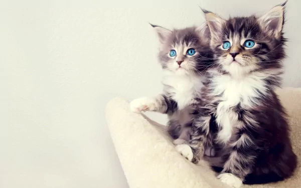 Two adorable kittens with fluffy fur and striking blue eyes sit side by side, making for a charming HD desktop wallpaper and background featuring cute animal imagery.