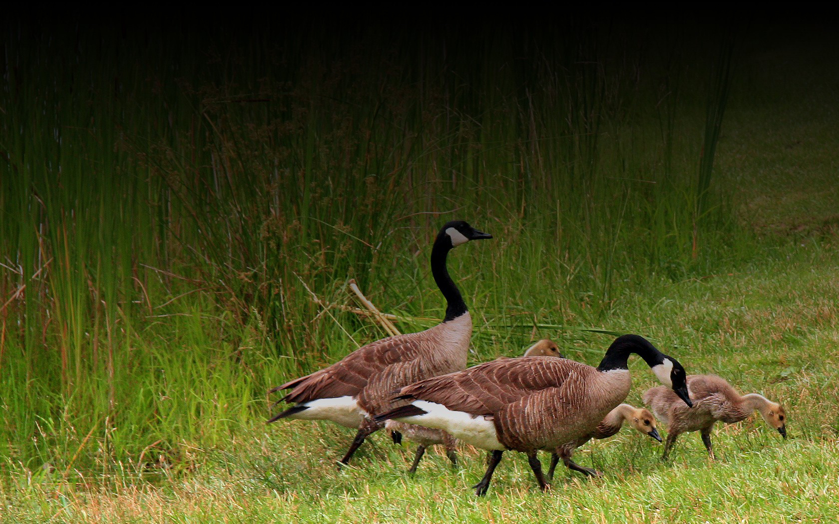 Bird Wallpaper and Background Image | 1680x1050 | ID:275261 - Wallpaper