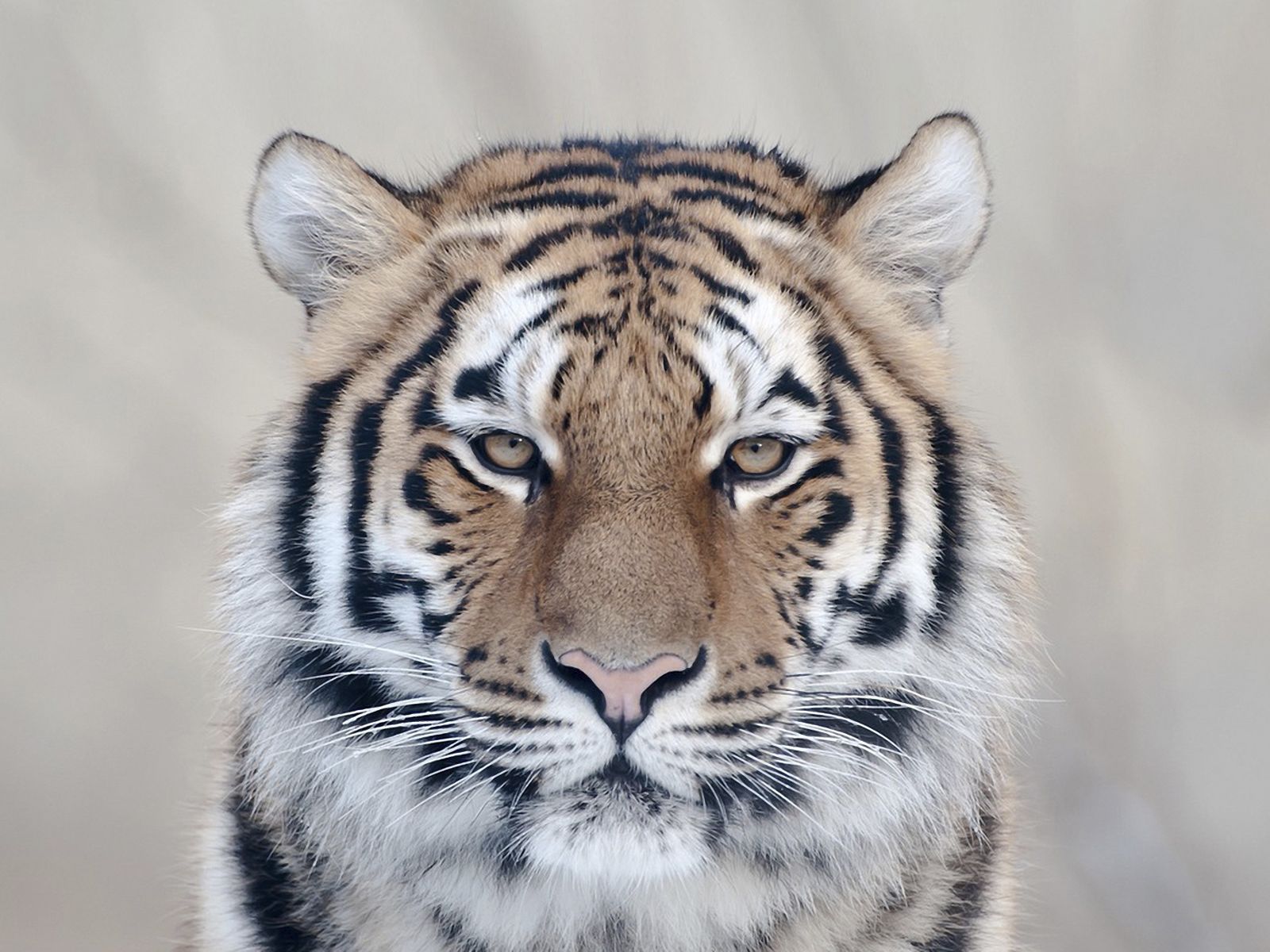 Tiger Wallpaper And Background Image | 1600X1200 | Id:275721
