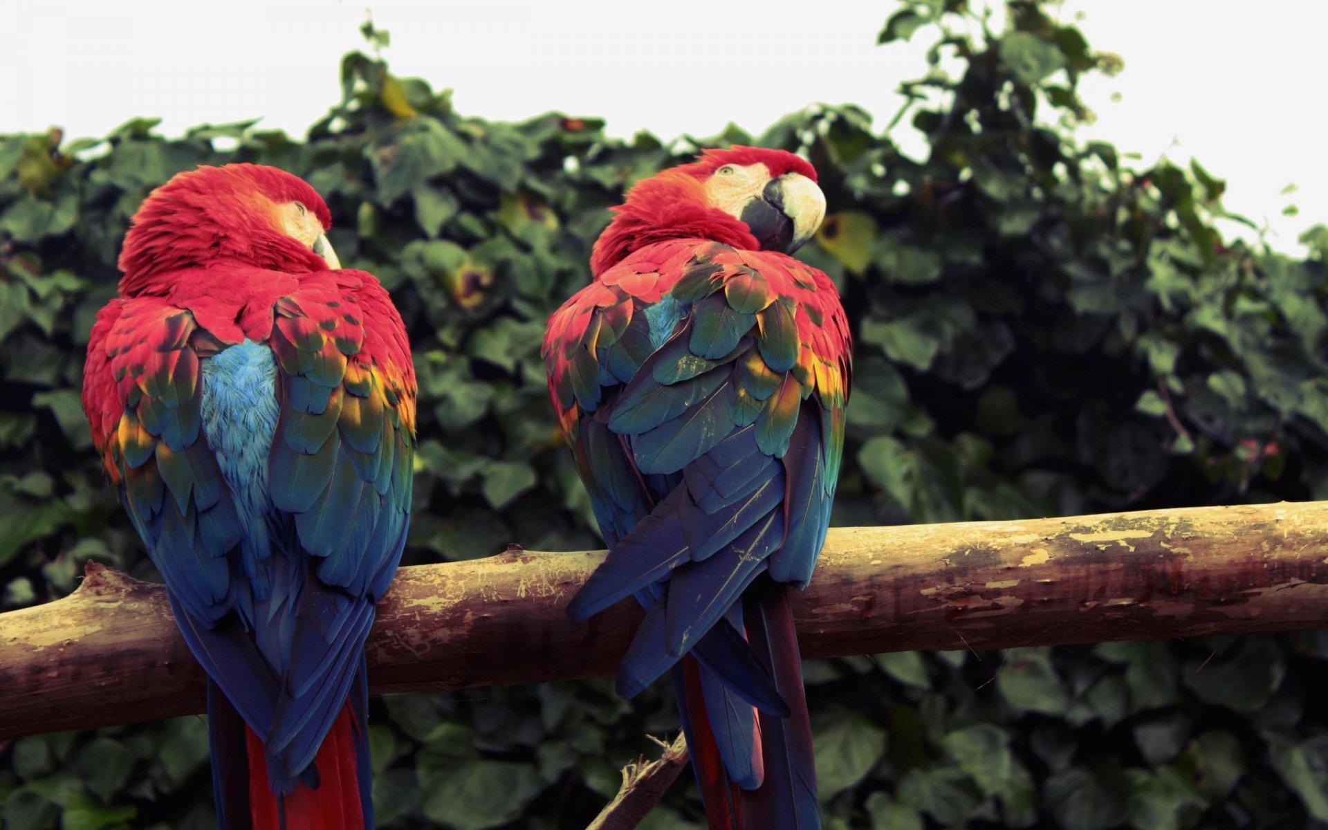 Download Animal Scarlet Macaw HD Wallpaper