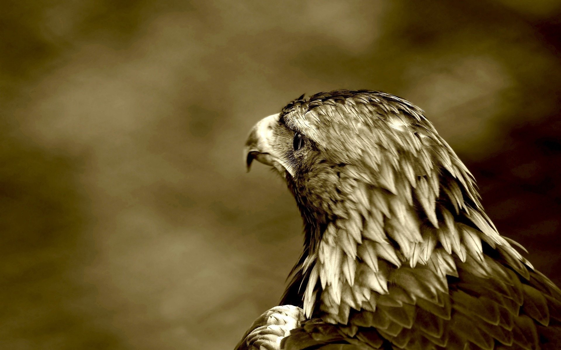 Download Animal Eagle HD Wallpaper