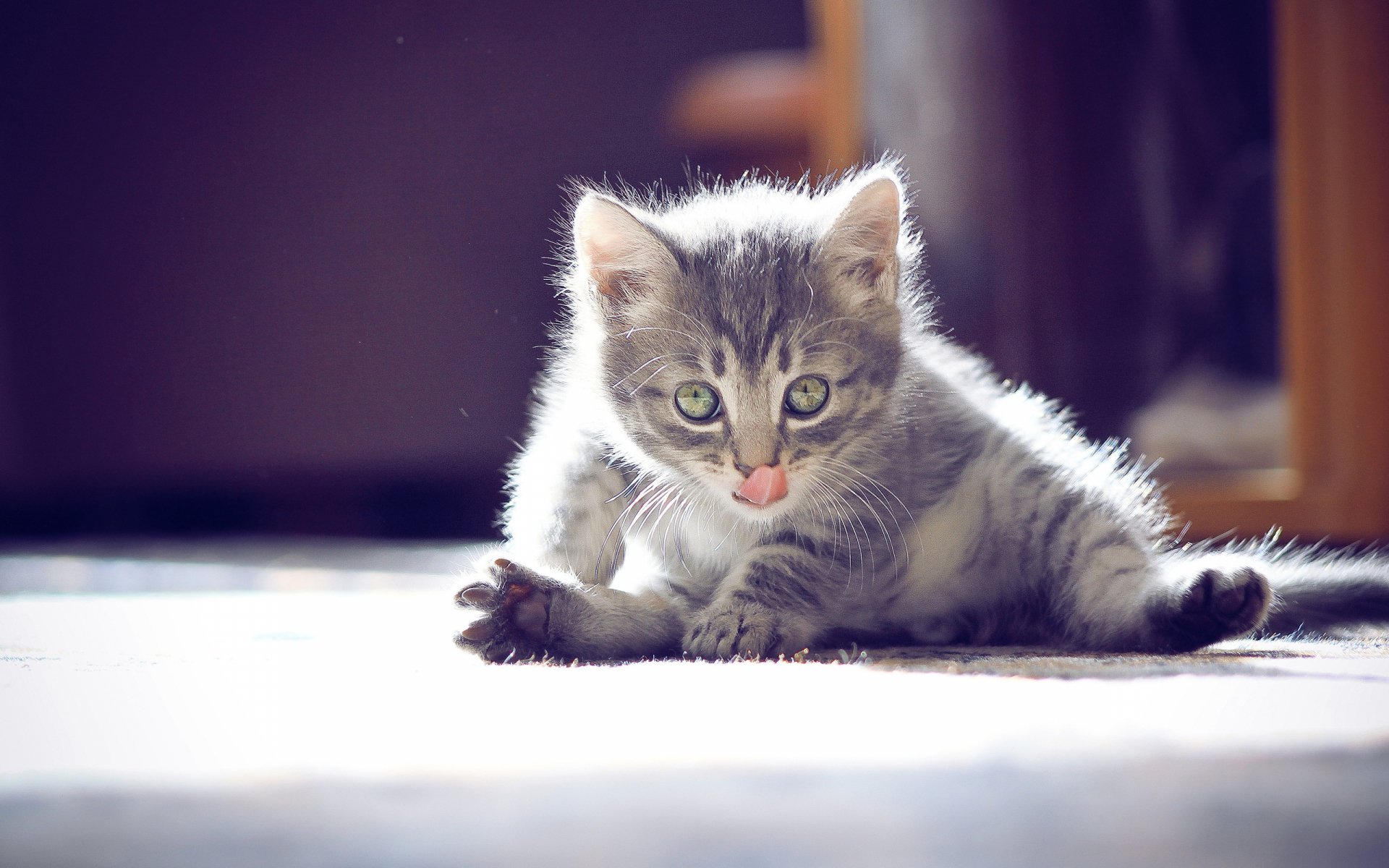 Download Animal Cat HD Wallpaper