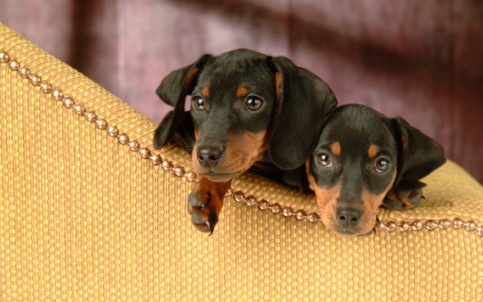 HD desktop wallpaper featuring two adorable dachshund puppies resting on the arm of a textured beige couch against a soft, blurred pink background.
