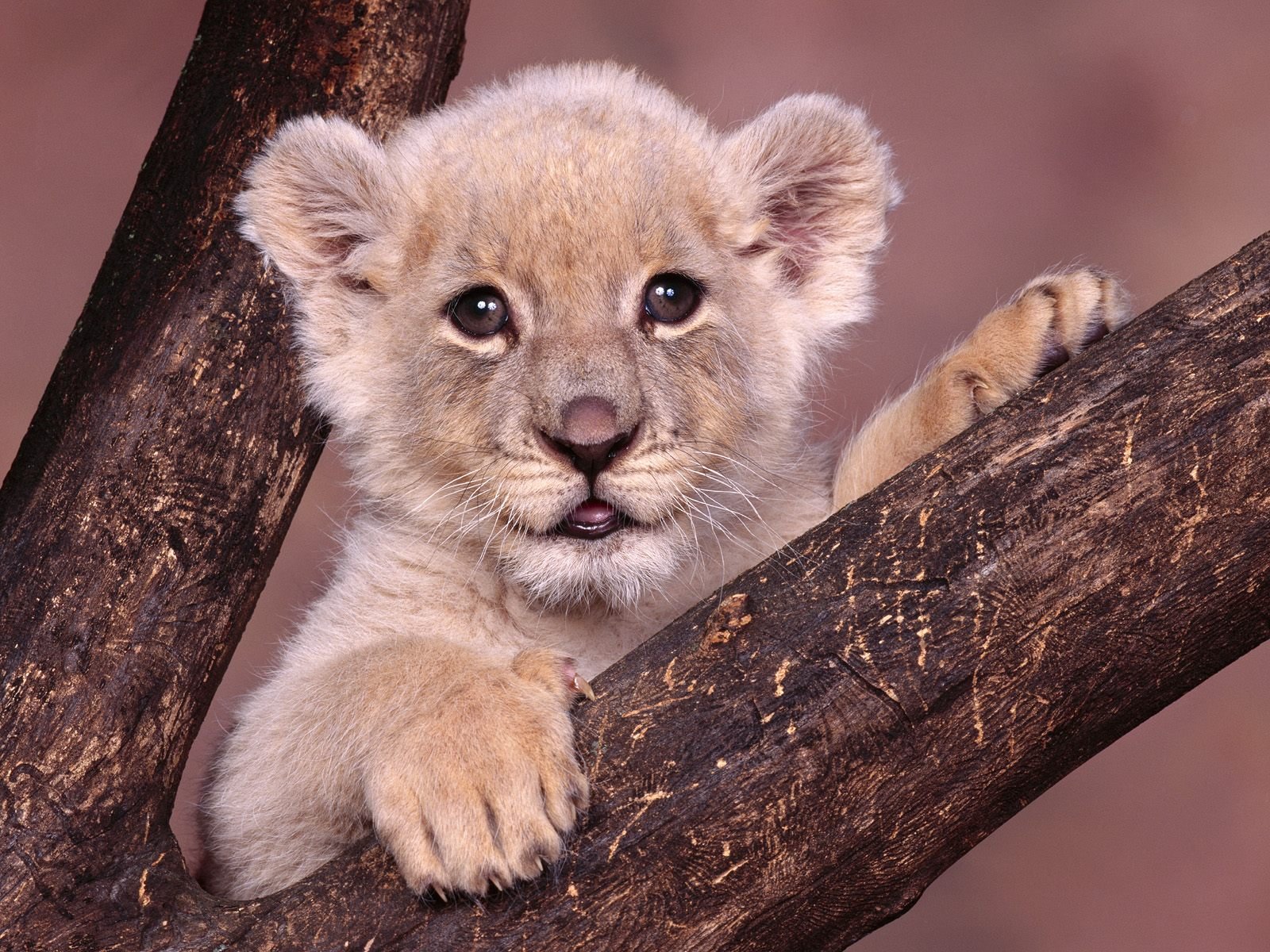 HD PC desktop wallpaper featuring a close-up of a lion cub resting on tree branches with a soft, blurred background.