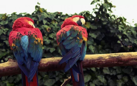 Animal scarlet macaw HD Desktop Wallpaper | Background Image